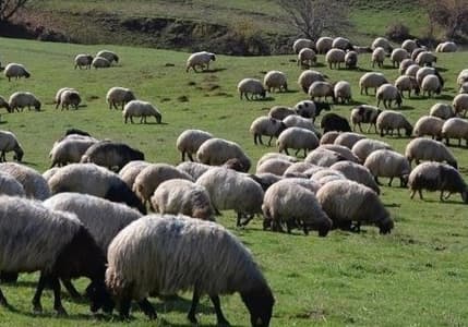 Et ve süt verimliliğini artırmanın yolları görüşüldü