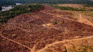 FAO'dan ormansızlaşma uyarısı: Ormanlar hala baskı altında