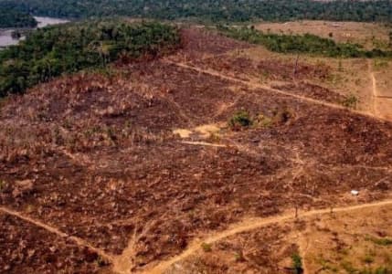 FAO'dan ormansızlaşma uyarısı: Ormanlar hala baskı altında