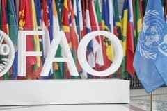 FAO: Gıda fiyatlarındaki küresel artış üçüncü aya taşındı