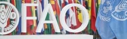 FAO: Gıda fiyatlarındaki küresel artış üçüncü aya taşındı