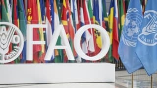 FAO: Gıda fiyatlarındaki küresel artış üçüncü aya taşındı