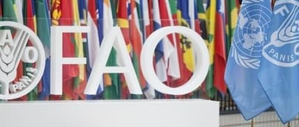 FAO: Gıda fiyatlarındaki küresel artış üçüncü aya taşındı