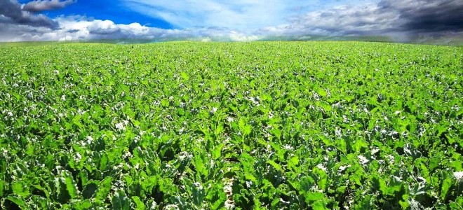 Fao, Karadeniz Bölgesinde Tarım Ticaretinin Gelişimi İçin Fon Taahhüt Etti