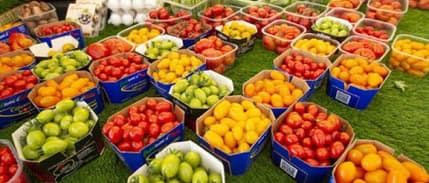 FAO: Küresel gıda fiyatları 12 ay sonra ilk kez düştü