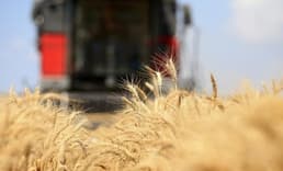FAO: Küresel gıda fiyatları düşüşünü yedinci aya taşıdı