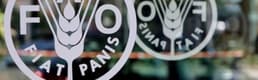 FAO: Küresel gıda fiyatları kasımda değişmedi