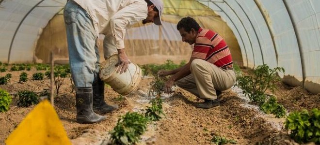FAO: Küresel gıda fiyatları yıllık yüzde 33,6 artarak rekor seviyeye ulaştı