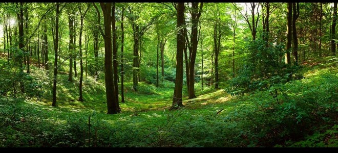 FAO: Ormanları Yönetme Şeklimiz Gıda Güvenliği İçin Yaşamsal Önemde