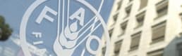 FAO: Ukrayna savaşı gıda fiyatlarında yüzde 20'lik artışı tetikleyebilir