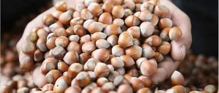 Fındık alım fiyatı belli oldu