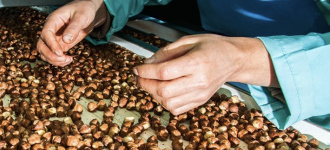 Fındık ihracatında zirve yine Almanya'nın oldu