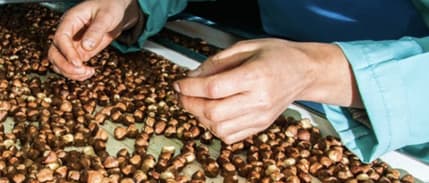 Fındık ihracatında zirve yine Almanya'nın oldu