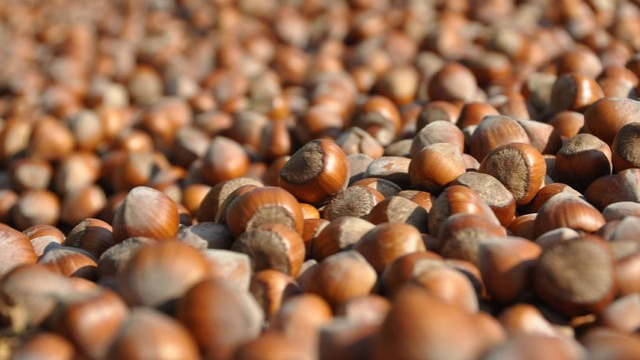 Fındık ihracatındaki düşüş 1980'li yıllara döndü