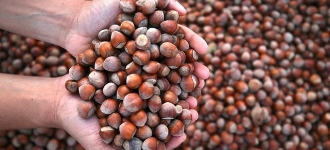 Fındık ihracatından elde edilen gelir 2 milyar dolara yaklaştı