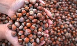 Fındık ihracatından elde edilen gelir 2 milyar dolara yaklaştı