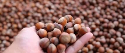 Fındık rekoltesinde yüzde 14 artış bekleniyor