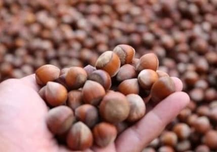 Fındık rekoltesinde yüzde 14 artış bekleniyor