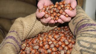 Fındık sezonunun ilk verileri açıklandı