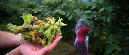 Fındık üreticilerine 