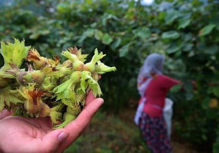 Fındık üreticilerine "zamanında hasat" uyarısı