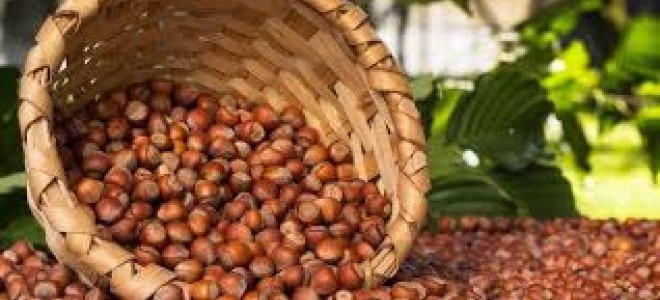 Fındık Üreticisinin Beklentisi 15 Lira