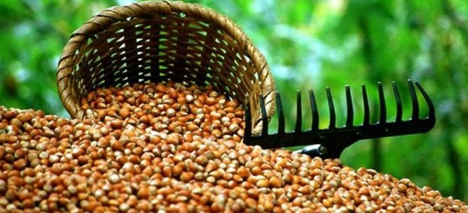 Fındıkta Kritik Döneme Girildi 