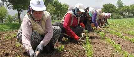 Fransa, Türkiye'den tarım işçisi alacak: İşte işçilere verilecek maaş