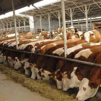 Gelecek yıl 480 bin baş erkek sığır ithal edilecek