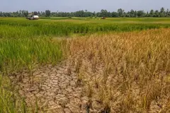 Gıda fiyatlarında El Nino endişesi