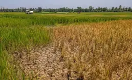 Gıda fiyatlarında El Nino endişesi
