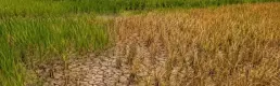 Gıda fiyatlarında El Nino endişesi