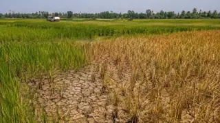 Gıda fiyatlarında El Nino endişesi