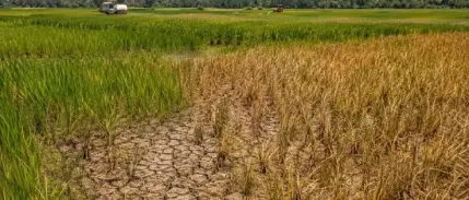 Gıda fiyatlarında El Nino endişesi
