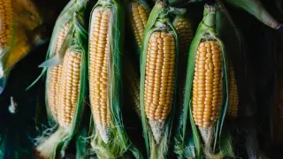 Gıdada El Nino etkisi: Mısır fiyatları 3 yılın zirvesine çıktı