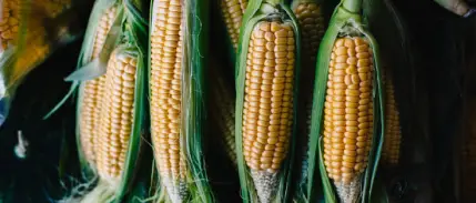 Gıdada El Nino etkisi: Mısır fiyatları 3 yılın zirvesine çıktı