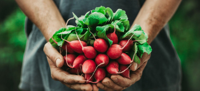 Gıdada pestisit limitlerine düzenleme: Listeye bir sebze daha eklendi