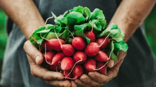 Gıdada pestisit limitlerine düzenleme: Listeye bir sebze daha eklendi