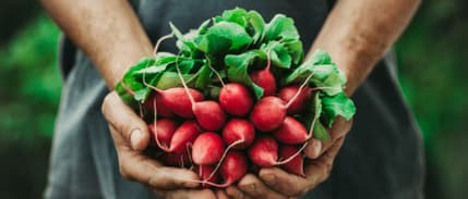 Gıdada pestisit limitlerine düzenleme: Listeye bir sebze daha eklendi