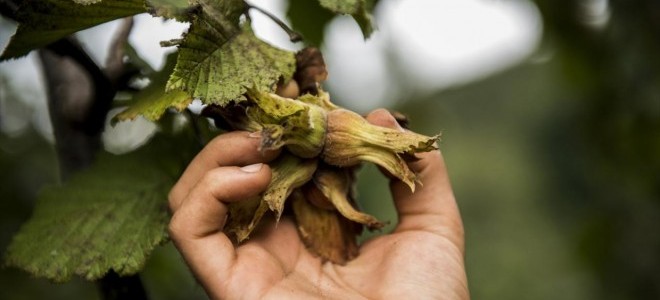 Giresun'da fındık işçisinin yevmiyesi açıklandı