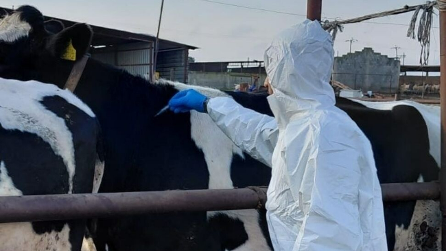 Güney Afrika Türkiye'den şap aşısı ithal etti