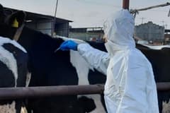 Güney Afrika Türkiye'den şap aşısı ithal etti