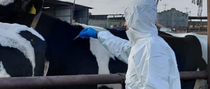 Güney Afrika Türkiye'den şap aşısı ithal etti