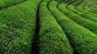 Hak-İş Genel Başkanı Arslan: Çaykur Tarihinin En Önemli Düzenlemesi Yapıldı