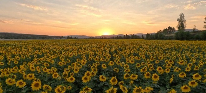 Ham ayçiçeği yağında gümrük vergisi oranı düşürüldü