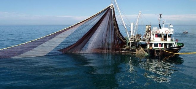 Karadeniz'de hamsi popülasyonu tehlikede: 'Av bir yıl ertelensin'