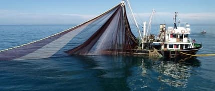 Karadeniz'de hamsi popülasyonu tehlikede: 'Av bir yıl ertelensin'