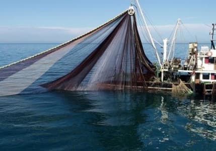 Karadeniz'de hamsi popülasyonu tehlikede: 'Av bir yıl ertelensin'