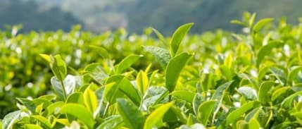 Hasat Için Acele Eden Üretici, Çayını Satmakta Zorlanıyor