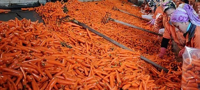 Havuç fiyatlarında rekor artış: Tanesi 7 lirayı ulaştı